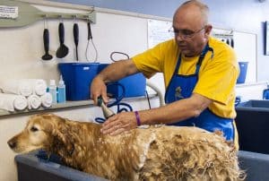 Top 10 Facts About Your Dog's Grooming