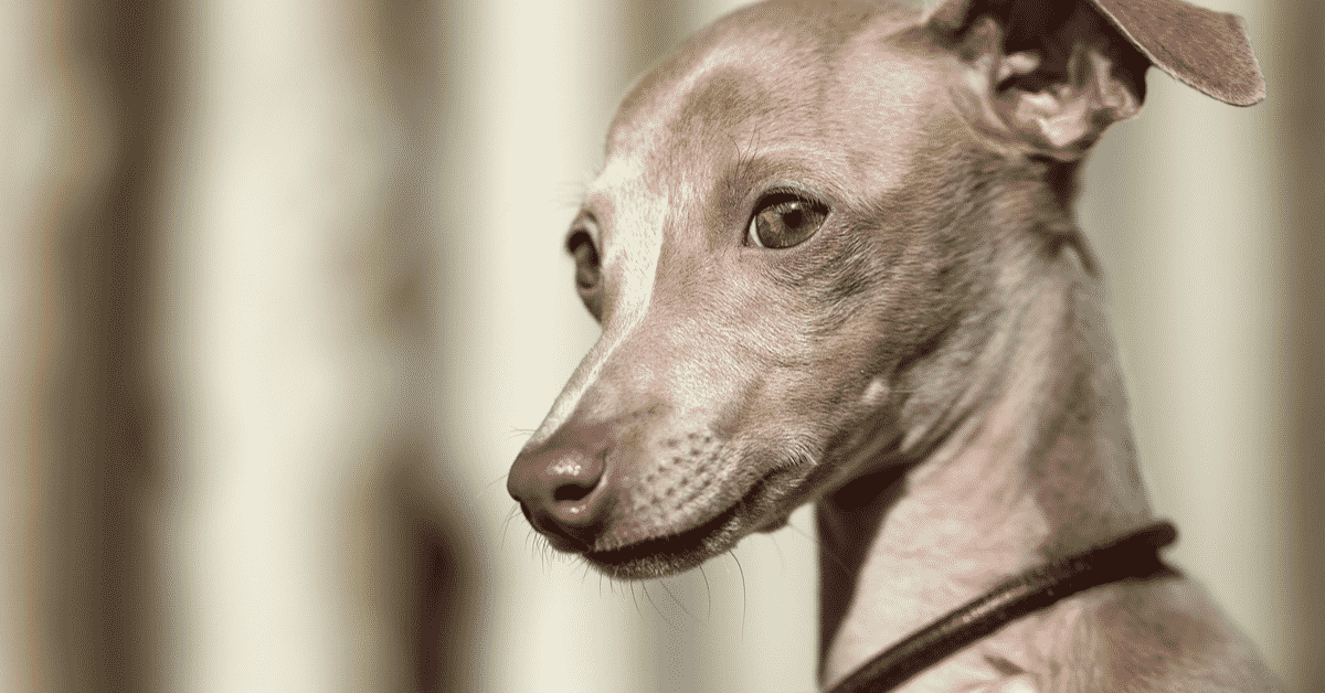 Dachshund italian greyhound mix: a cute italian doxie