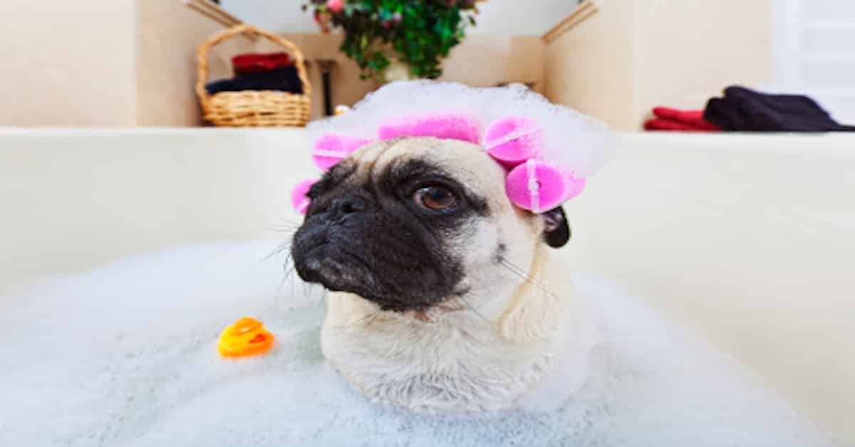 Top 10 Best Dog Shampoos For 2021 Alpha Paw