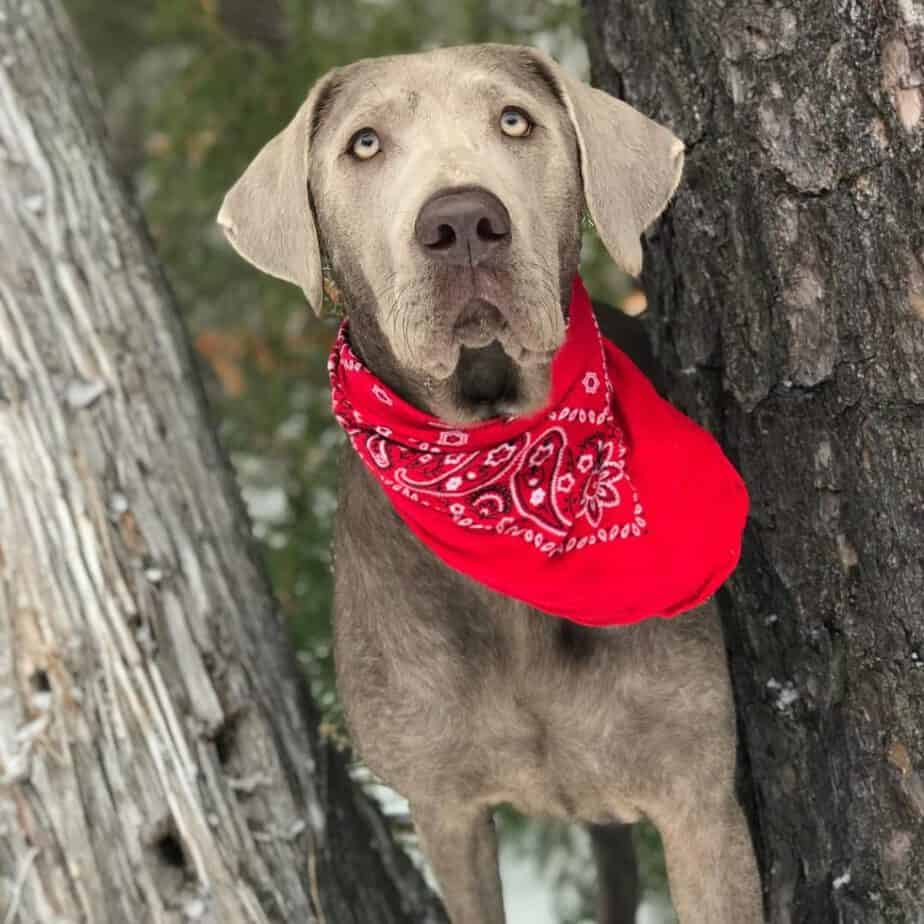 Silver lab