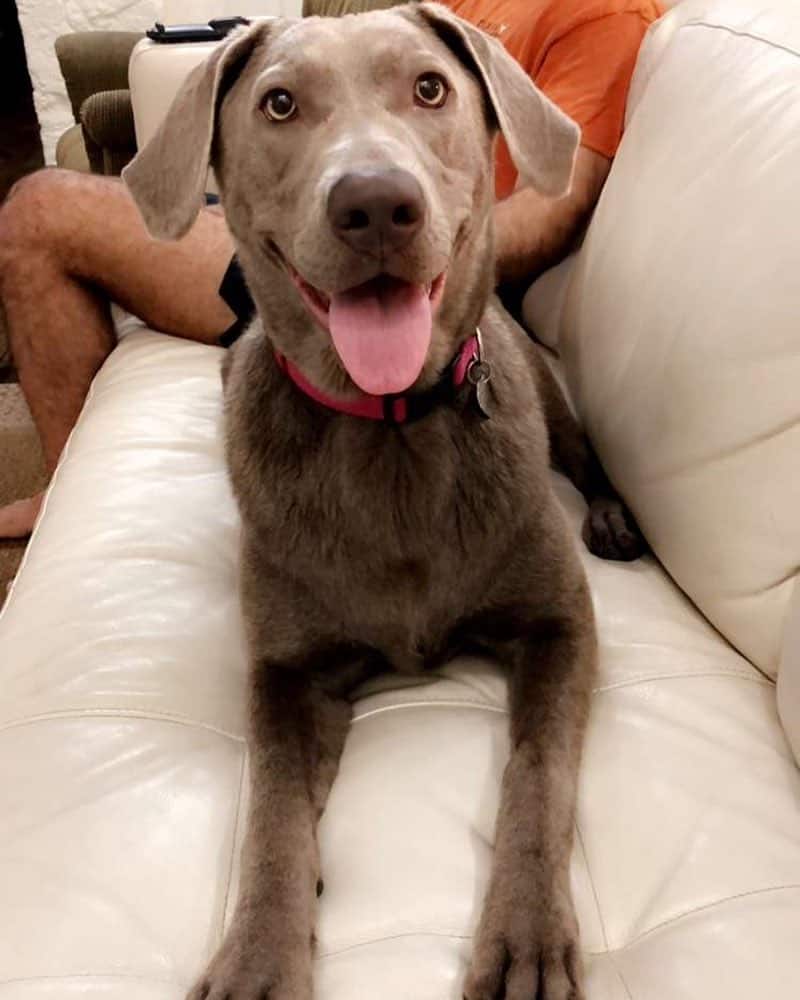 Silver lab puppies