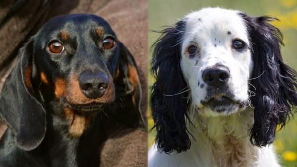 Dachshund Cocker Spaniel Mix: The Dorky Docker