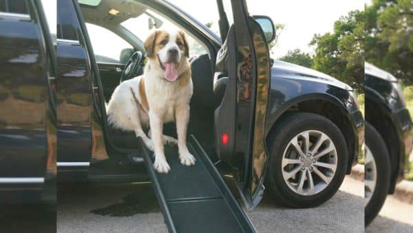 Best Dog Ramp for a Truck: A Buying Guide for Pet Parents