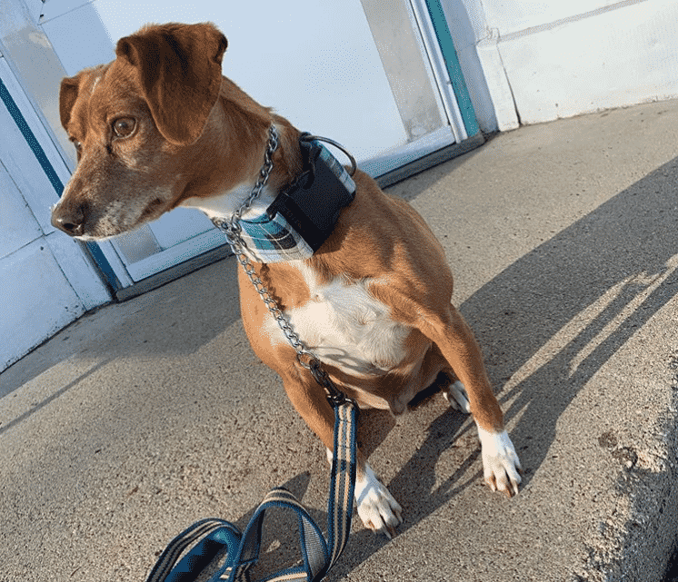 Dachshund italian greyhound mix: a cute italian doxie