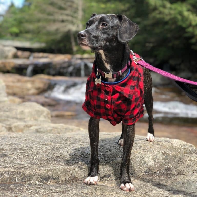 Dachshund italian greyhound mix: a cute italian doxie