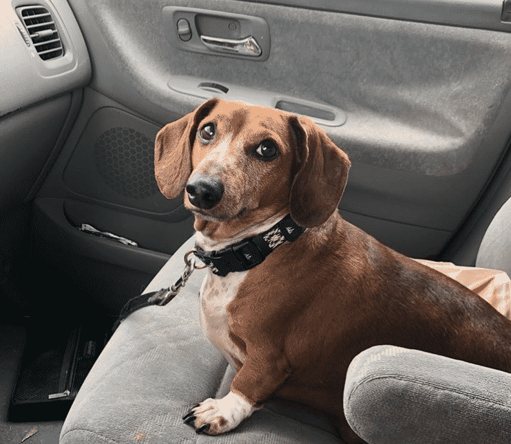 Dachshund lifespan: how long do dachshunds live