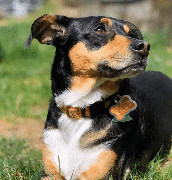 Dachshund min pin mix: the adorable sausage pinscher