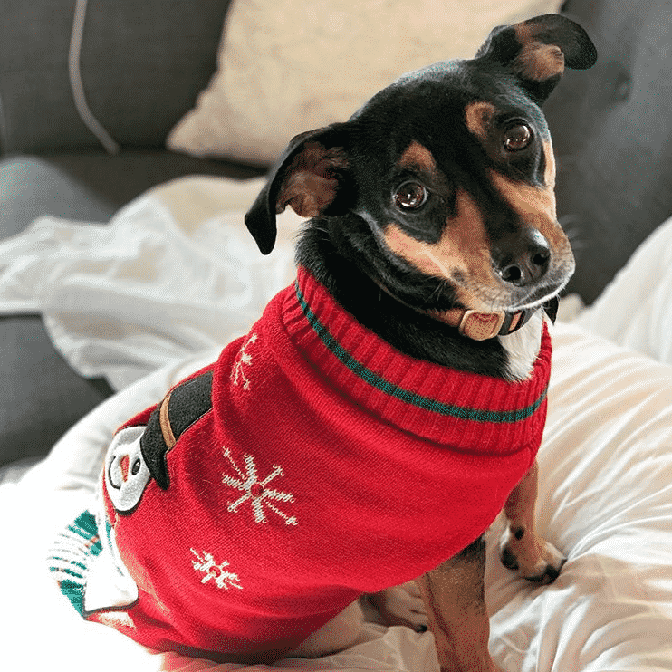 Dachshund min pin mix: the adorable sausage pinscher