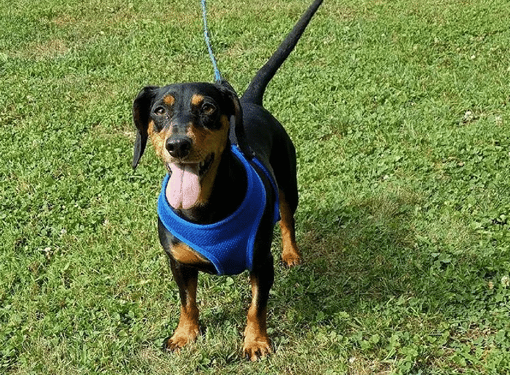 Dachshund min pin mix: the adorable sausage pinscher