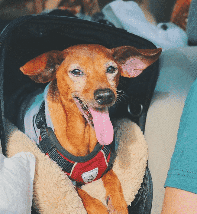 Dachshund min pin mix: the adorable sausage pinscher