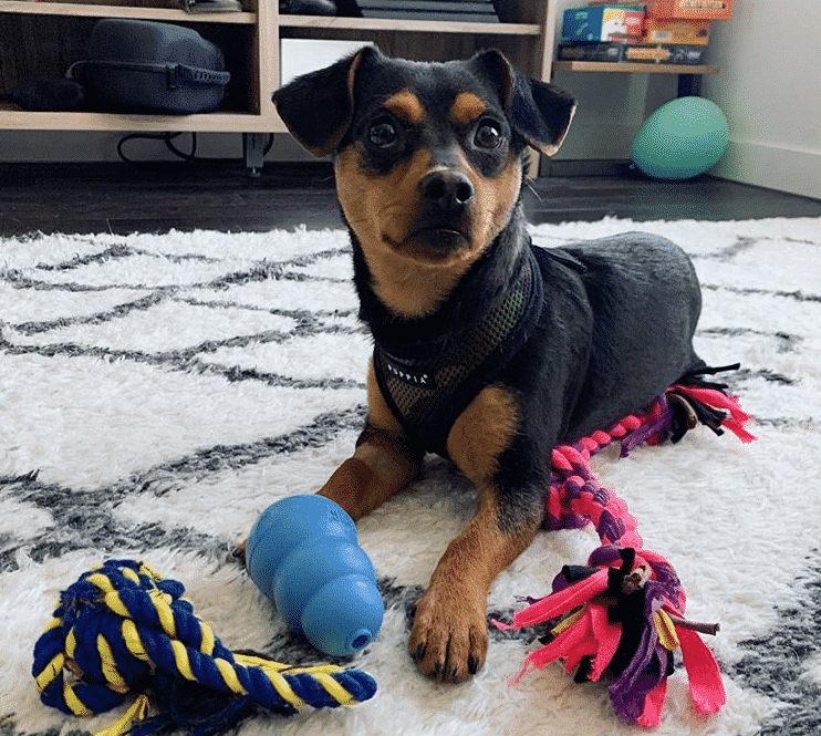 Dachshund min pin mix: the adorable sausage pinscher