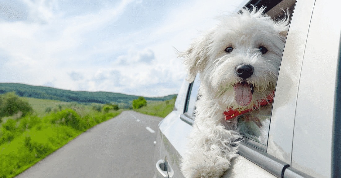 Dog car ramp review: a pet parent guide