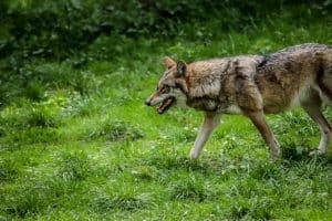10 facts you should know about coydogs (with pictures)