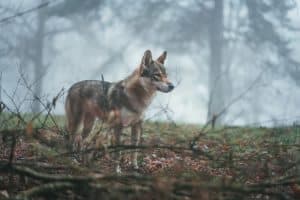 10 facts you should know about coydogs (with pictures)