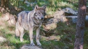 10 facts you should know about coydogs (with pictures)