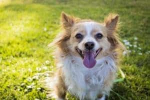 10 facts you should know about the chihuahua mix (with pictures)