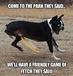 Boston terrier meme - come to the park they sai... We'll have afriendly game of fetch they said