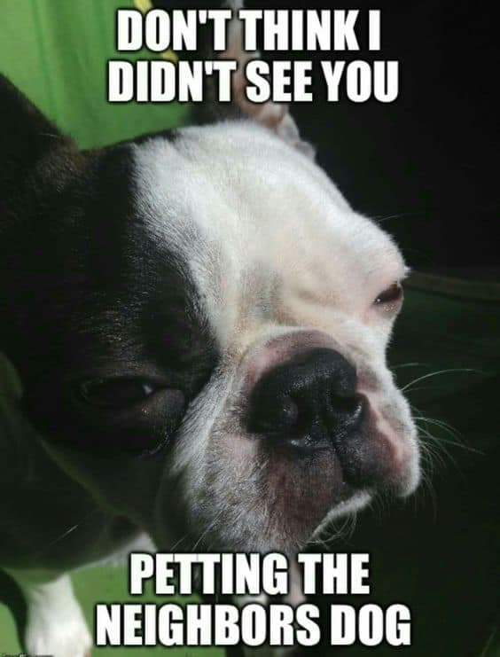 Boston terrier meme - don't think i didn't see you petting the neighbors dog