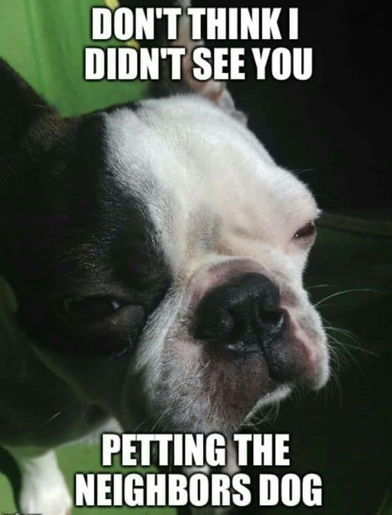 Boston Terrier Meme - Don't think I didn't see you petting the neighbors dog