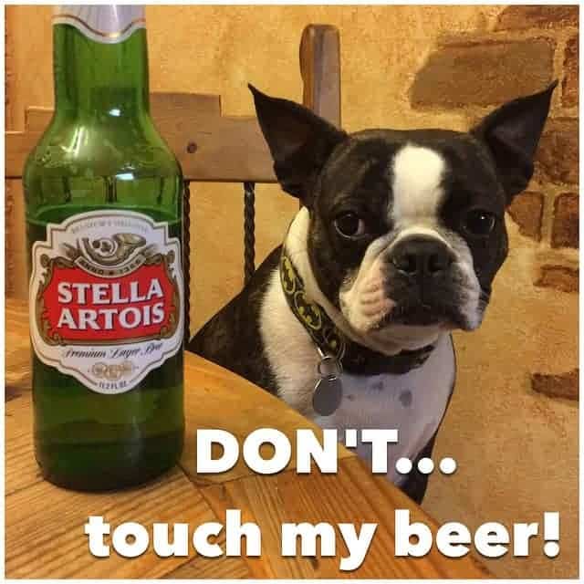 Boston Terrier Meme - Don't...touch my beer!