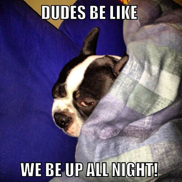 Boston terrier meme - dudes be like we be up all night!