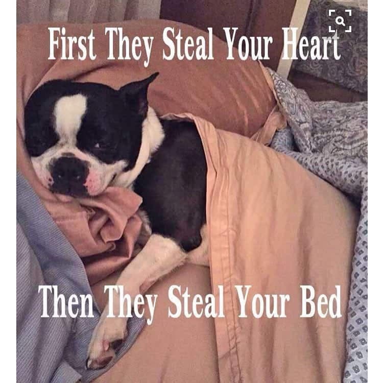 Boston terrier meme - first they steal your heart then they steal your bed