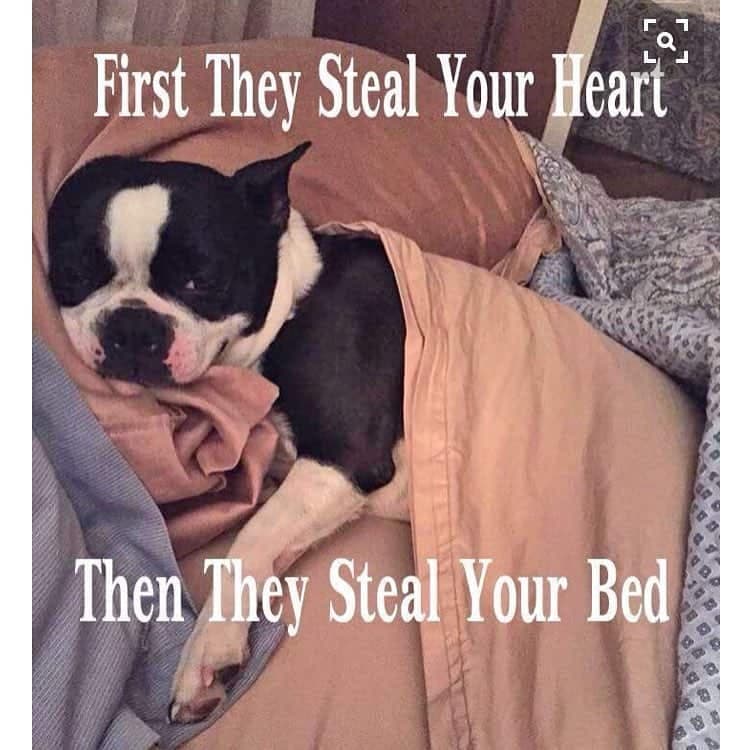 Boston Terrier Meme - First they steal your heart then they steal your bed