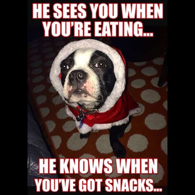 Boston terrier meme - he sees you when you're eating... He knows when you've got snacks...