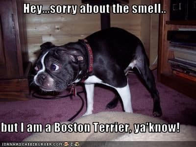 Boston terrier meme - hey... Sorry about the smell.. But i am a boston terrier, ya know!