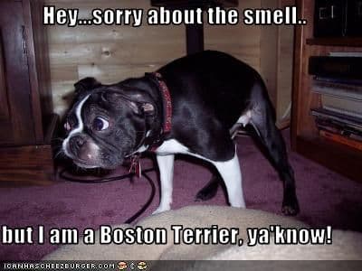 Boston Terrier Meme - Hey... sorry about the smell.. but I am a Boston Terrier, ya know!