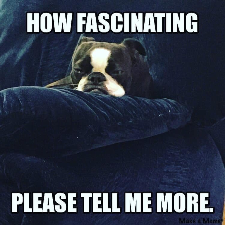 Boston Terrier Meme - How fascinating please tell me more.