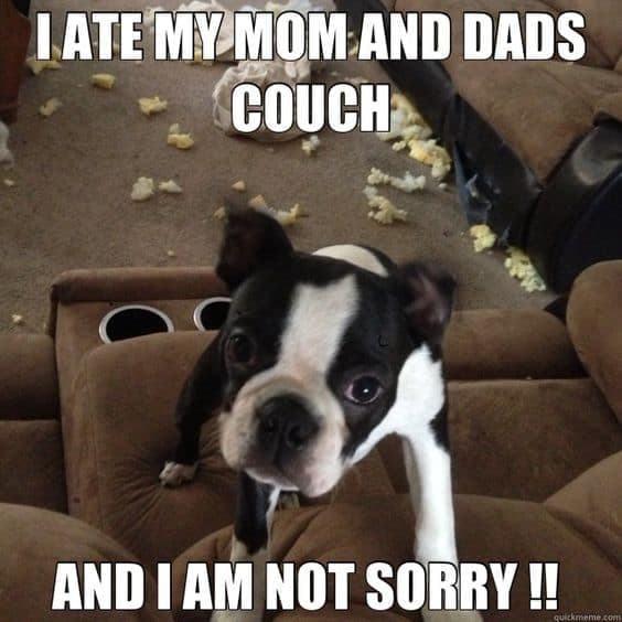 Boston terrier meme - i ate my mom and dads couch and i am not sorry!!