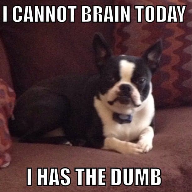 Boston terrier meme - i cannot brain today i has the dumb