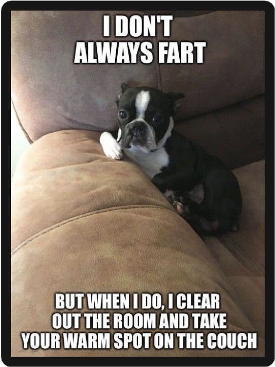 Boston Terrier Meme - I don't always fart but when I do, I clear out the room and take your warm spot on the couch