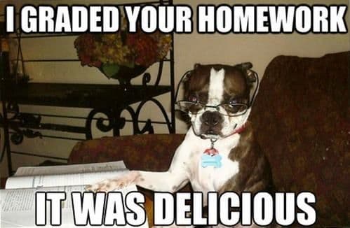 Boston terrier meme - i graded your homework it was delicious