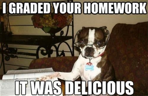 Boston Terrier Meme - I graded your homework it was delicious