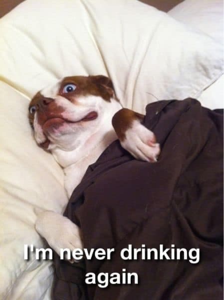Boston terrier meme - i'm never drinking again