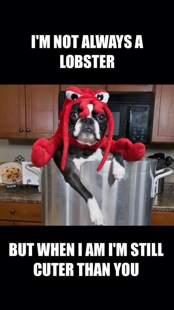 Boston terrier meme - i'm not always a lobster but when i am i'm still cuter than you