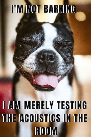 Boston terrier meme - i'm not barking i am merely testing the acoustics in the room