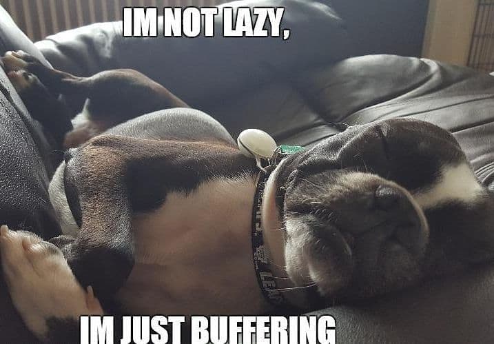 Boston terrier meme - im not lazy, im just buffering