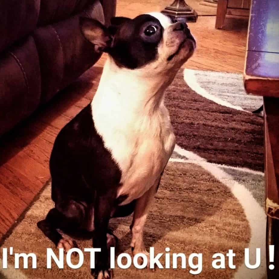 Boston terrier meme - i'm not looking at u!