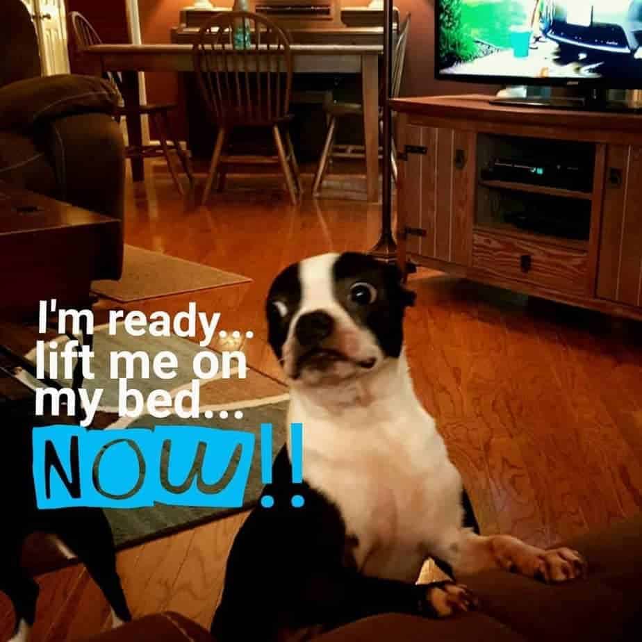 Boston terrier meme - i'm ready... Lift me on my bed... Now!!