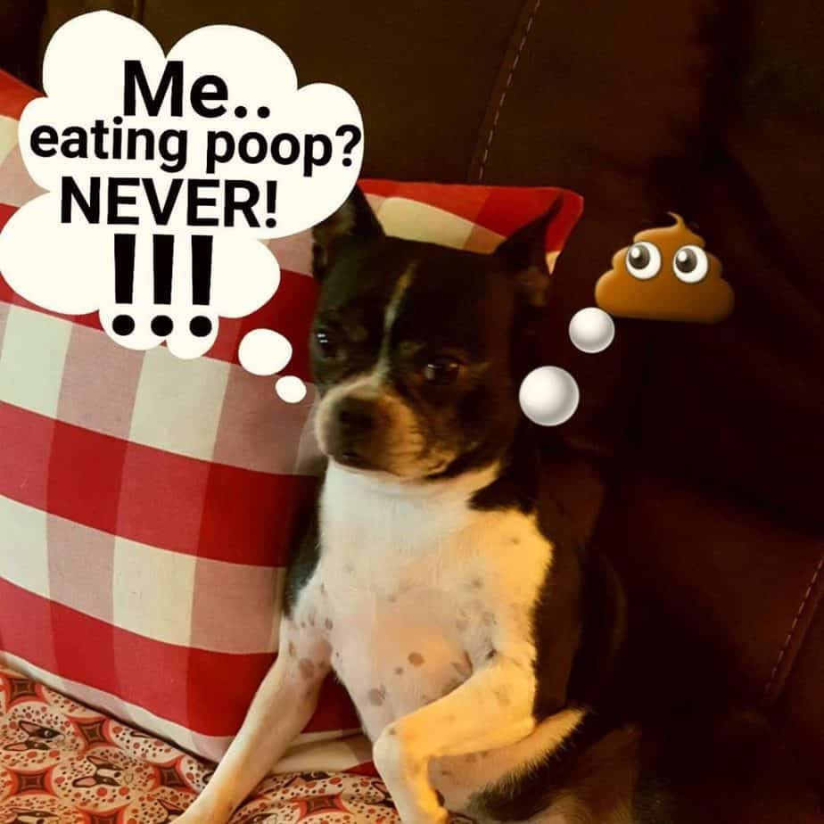 Boston terrier meme - me.. Eating poop. Never!!!