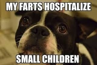Boston terrier meme - my farts hospitalize small children
