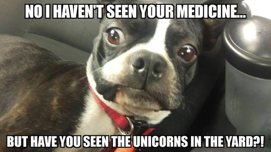 Boston terrier meme - no i haven't seen your medicine... But have you seen the unicorns in the yard