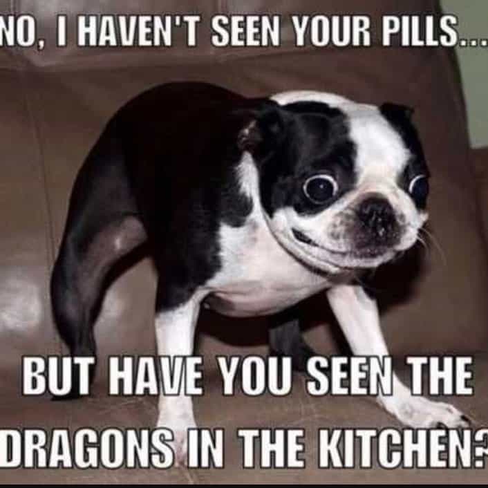 Boston terrier meme - no, i haven't seen your pills... But have you seen the dragons in the kitchen