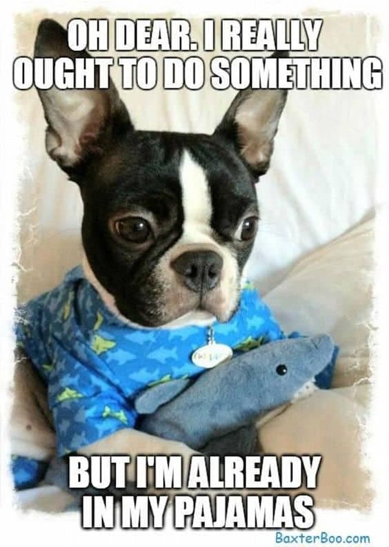 Boston terrier meme - oh dear, i really ought to do something but i'm already in my pajamas