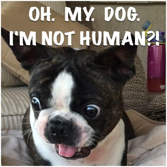 Boston terrier meme - oh my dog i'm not human!