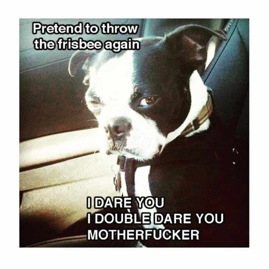 Boston terrier meme - pretend to throw the frisbee again i dare you i double dare you motherfucker