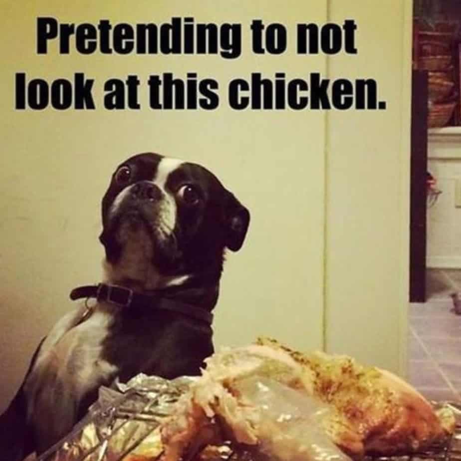 Boston Terrier Meme - Pretending to not look at this chicken.